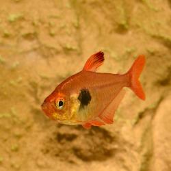 Blutsalmler