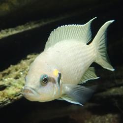 Feenbuntbarsch-Männchen