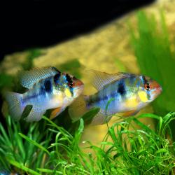 Südamerikanischer Schmetterlingsbuntbarsch