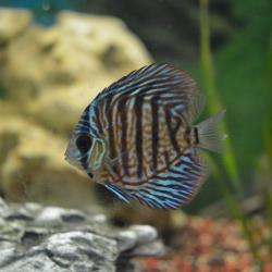 Diskus