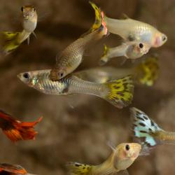 Eine Gruppe Guppys