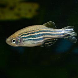 Zebrafisch