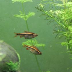 Bitterlingsbarben – Weibchen