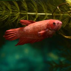 Siamesischer Kampffisch - Weibchen