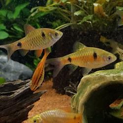 Ceylonbare - Pethia cumingii