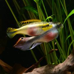 Männchen und Weibchen des Purpurprachtbarsches im Aquarium