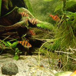 Eine Gruppe der Fünfgürtelbarbe