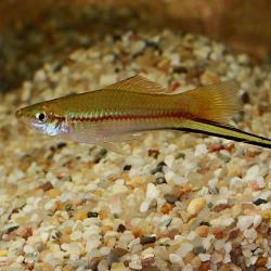 Schwertträger-Männchen