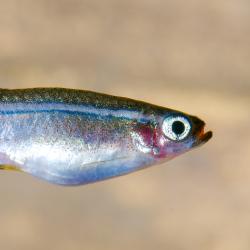 Kardinalfisch