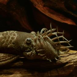 Männlicher Antennenwels mit Geweih