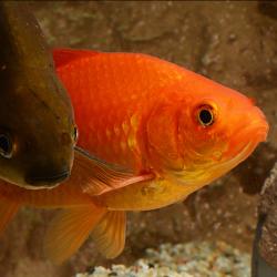 Goldfische - gold und olivbraun