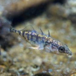 Stichling_ ©Rostislav_AdobeStock_215237748_red