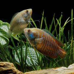 Zwerfadenfisch - Weibchen und Männchen