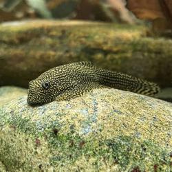 Flossensauger auf Stein