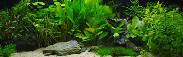 Aquarium mit vielen Pflanzen