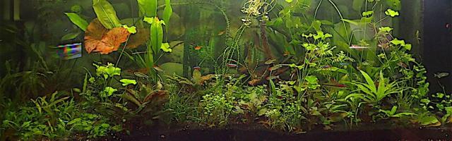 Gesellschaftsaquarium Salmler