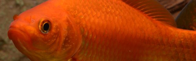 Goldfisch close up