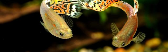 2 Guppys von vorne