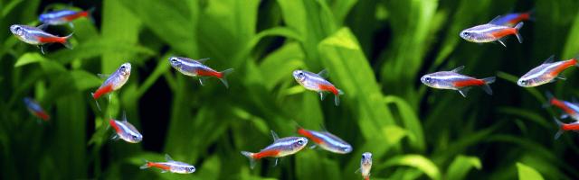 Neonsalmler in einem Aquarium