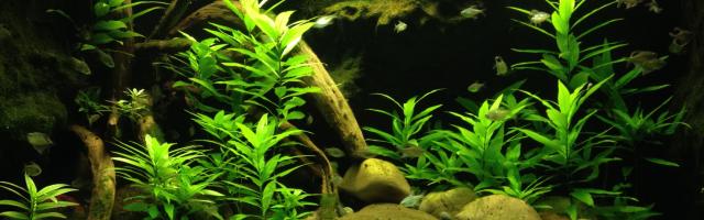 Aquarium eingerichtet mit Pflanzen, Holz und Steinen