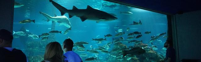Blick in ein marines Aquarium mit Haien