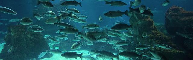 Marine Unterwasserwelt mit verschiedenen Fischarten