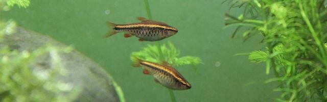 Bitterlingsbarben – Weibchen