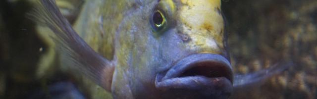 Buntbarsch blau-gelb