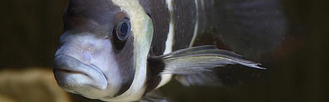 Tanganijka-Beulenkopf - Cyphotilapia frontosa - Buntbarsch