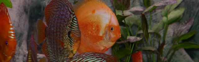 Diskusfische