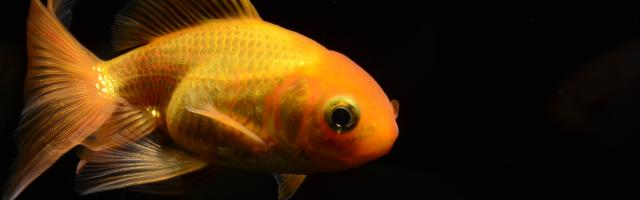 Goldfisch mit verlängerten Flossen und gestauchter Wirbelsäule