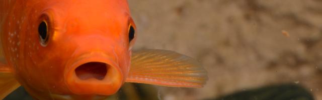 Goldfisch