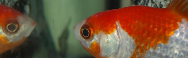 Karpfen schaut sich im Spiegel an