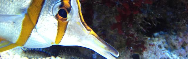 Kupferstreifen-Pinzettfisch (Chelmon rostratus)