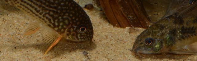 Panzerwelse suchen am Boden nach Futter