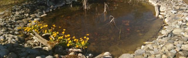 Teich in einem Garten