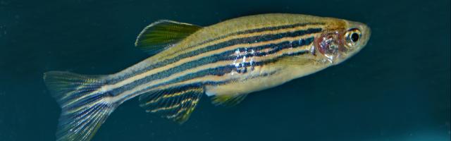 Zebrafisch