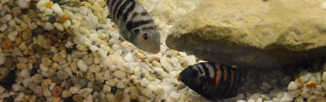 Amatitlania siquia - Buntbarsch - Stein