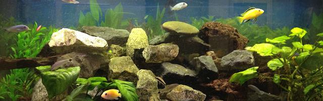 Aquarium mit Buntbarschen