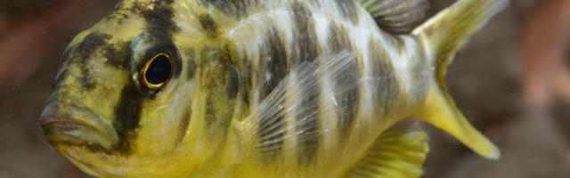 Buntbarsch - gelb mit schwarzen Streifen