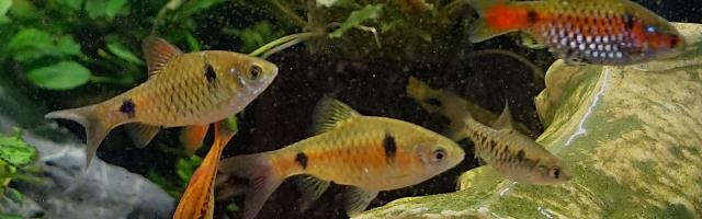 Ceylonbare - Pethia cumingii