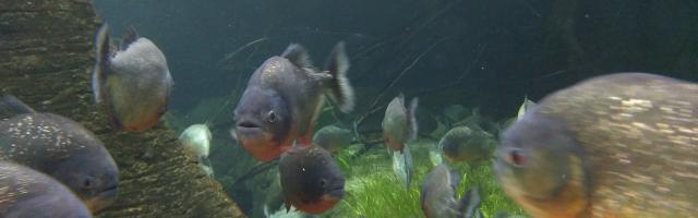Roter Piranha - Pygocentrus nattereri