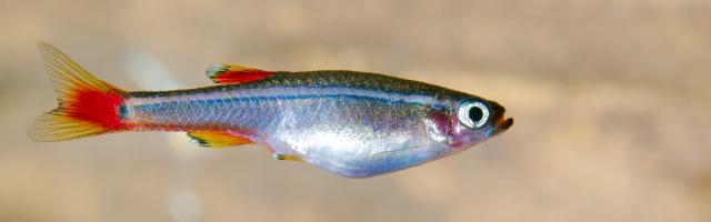 Kardinalfisch