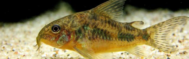 Marmorierter Panzerwels