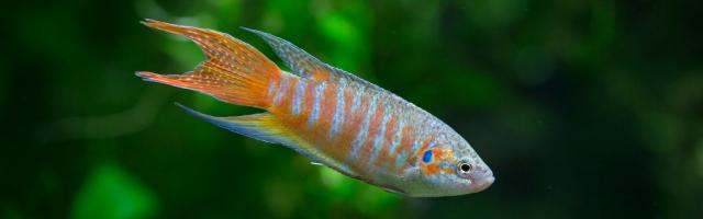 Neues Artenportrait Der Makropode fischwissen.ch