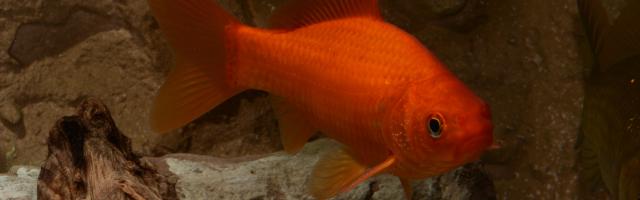 Goldfisch - Wildtyp