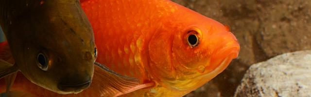 Goldfische - gold und olivbraun