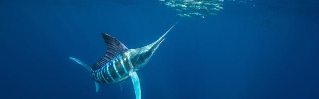 Gestreifter Marlin (Kajikia audax) jagt Fischschwarm