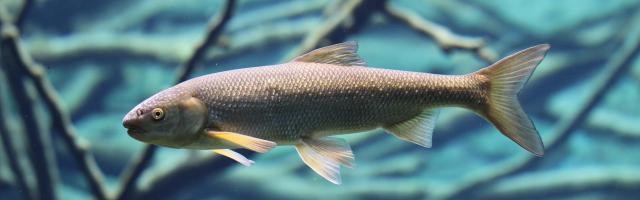 Nase (Chondrostoma nasus)