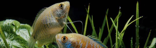 Zwerfadenfisch - Weibchen und Männchen